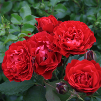 Роза штамбовая микс купить