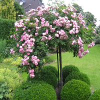 Роза Pendula микс купить