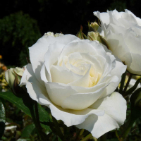 Роза штамбовая Kristall (Кристал), 7,5л купить