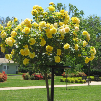 Троянда штамбова мікс купить