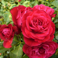 Роза штамбовая Red Meilove (Ред Мейлав), 7,5л купить