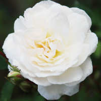 Роза штамбовая Айсберг, 7,5л купить