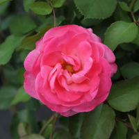 Троянда штамбова Мелроуз, 7,5 л купить