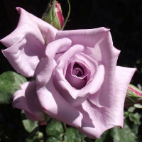 Роза штамбовая Леди икс купить