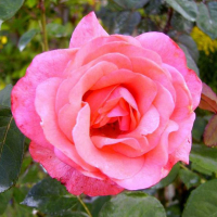 Троянда штамбова Кімоно купить