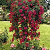 Роза Pendula микс купить