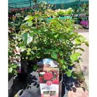 Роза микс купить