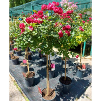 Троянда Штамбова купить