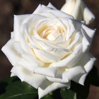 Роза штамбовая микс купить