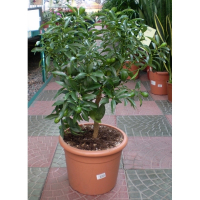 Цитрус (Кумкват) купить