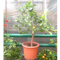 Цитрус купить