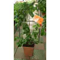 Цитрус (Лимон) Citrus купить