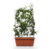 Цитрус (Лимон) Citrus купить