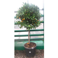 Цитрофортунелла (Каламондин) купить