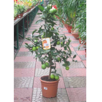 Цитрус купить