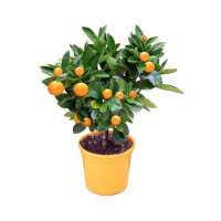 Цитрофортунелла (Каламондін) купить