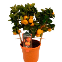 Цитрофортунелла (Каламондін) купить