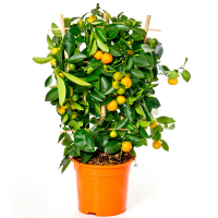 Цитрофортунелла 