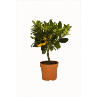 Цитрофортунелла 