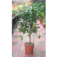 Цитрофортунелла 