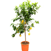 Цитрофортунелла Вулкан (лимон) купить