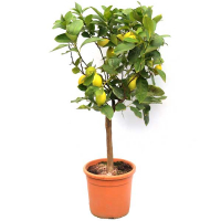 Цитрофортунелла Лимон купить