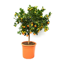 Цитрофортунелла микс купить