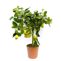 Цитрофортунелла микс купить