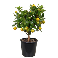 Цитрофортунелла  Каламондин купить