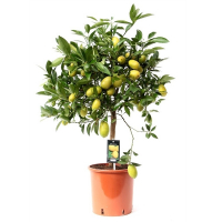 Цитрус Лимон купить