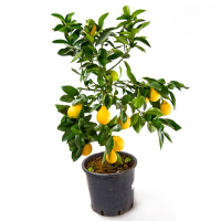 Цитрофортунелла Лимон купить