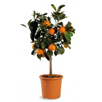 Цитрус Каналікулату купить