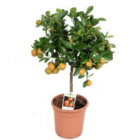 Цитрофортунелла Каламондин купить