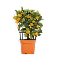 Цитрофортунелла Каламондин купить