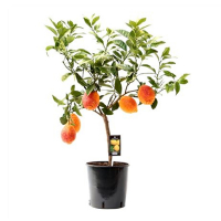 Цитрус червоний лимон купить