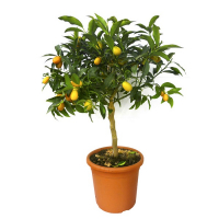 Цитрус Маргарита Кумкват купить