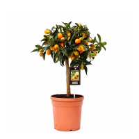 Цитрус Маргарита Кумкват купить