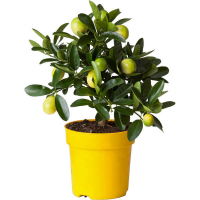 Цитрус  floridana Limonella купить