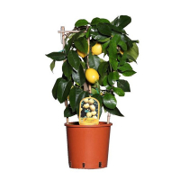 Цитрус лимон купить