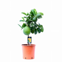 Цитрус Lipo купить