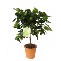 Цитрус Лайм купить