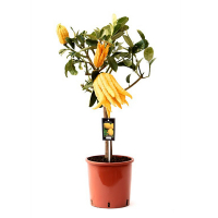 Цитрус medica Canaliculata лапа Будди купить