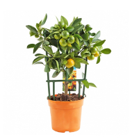 Цитрус Каламондiн купить