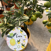 Цитрус Lara Lemon купить