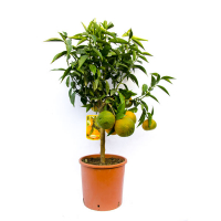 Цитрус Floridana мікс купить