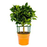 Цитрофортунелла мікс купить