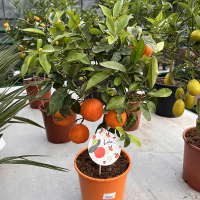 Цитрус микс купить