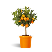 Цитрус мандарин купить