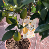 Цитрус floridana Limeguat купить