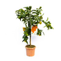 Цитрус Kumquat Margarita купить